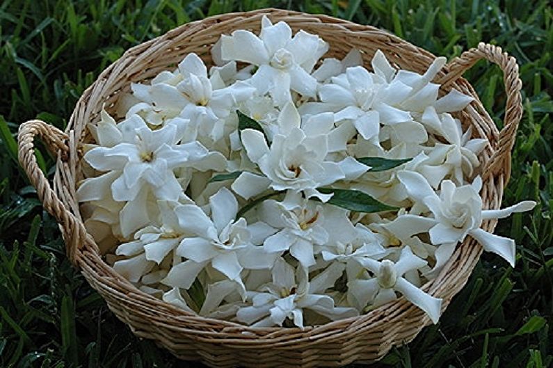 Gardenia - photo