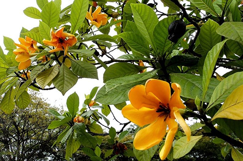 Gardenia - photo