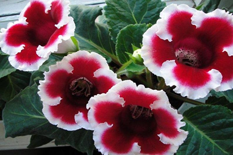 Gloxinia is beautiful