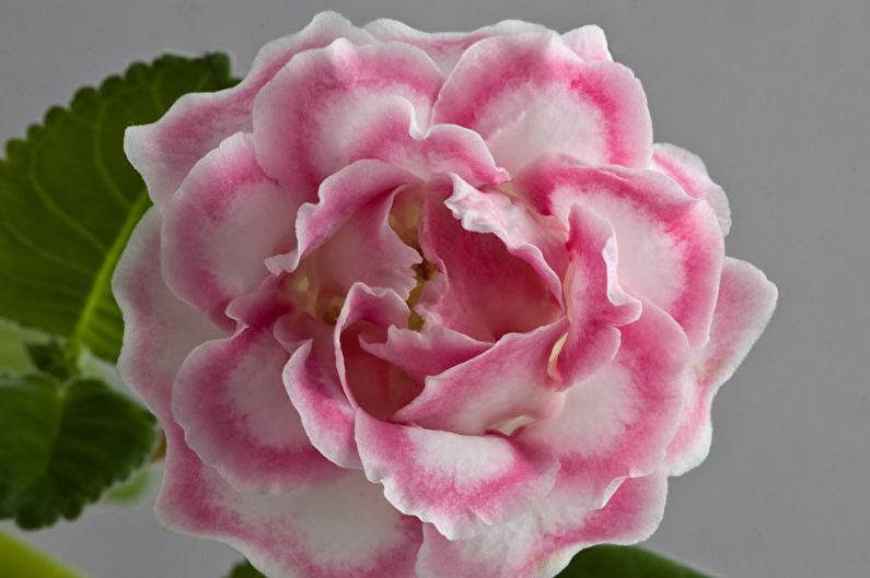 Gloxinia - Species
