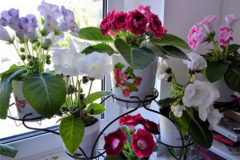 Gloxinia - Lighting