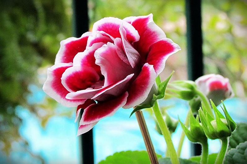Gloxinia - Temperature