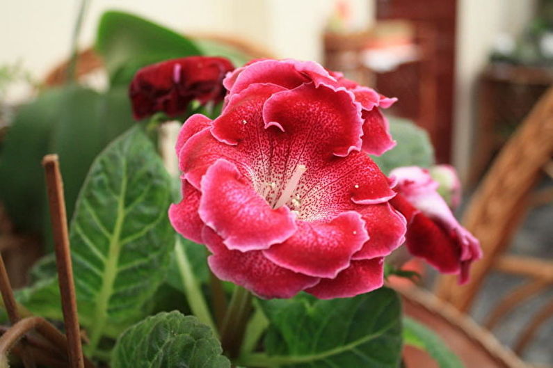 Gloxinia - Watering