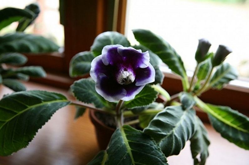 Gloxinia - Watering
