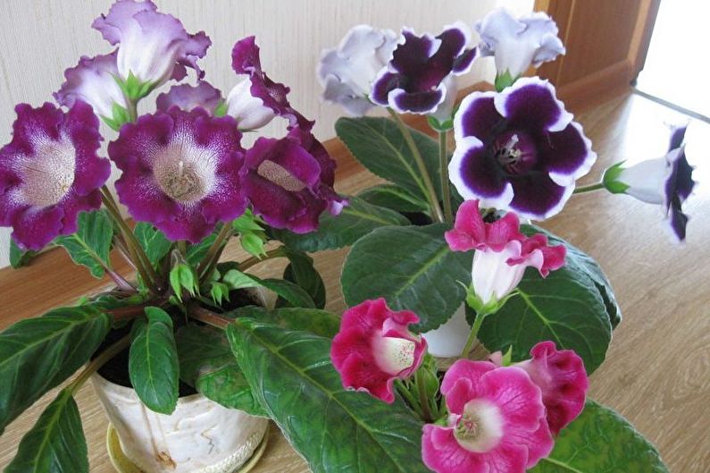Gloxinia - Fertilizers and top dressing