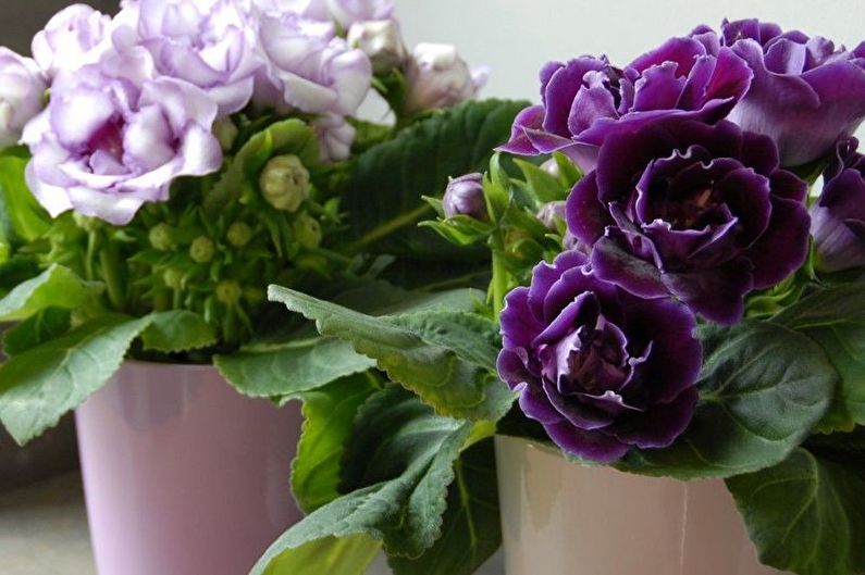 Gloxinia - Fertilizers and top dressing