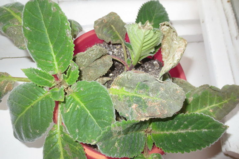 Gloxinia - Pests and Diseases