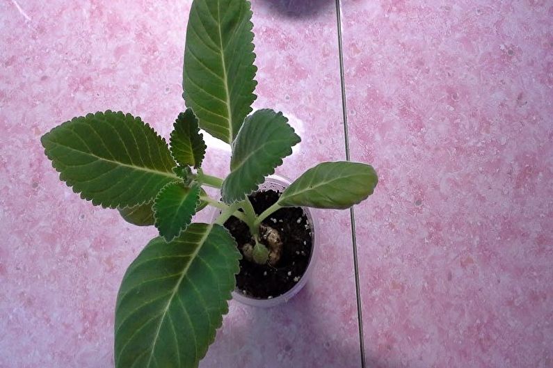 How to transplant gloxinia