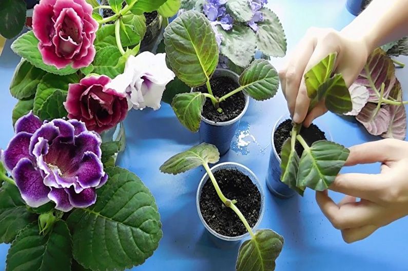 Gloxinia - Propagation by cuttings