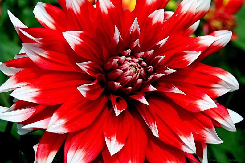 Puoli kaktus Dahlias