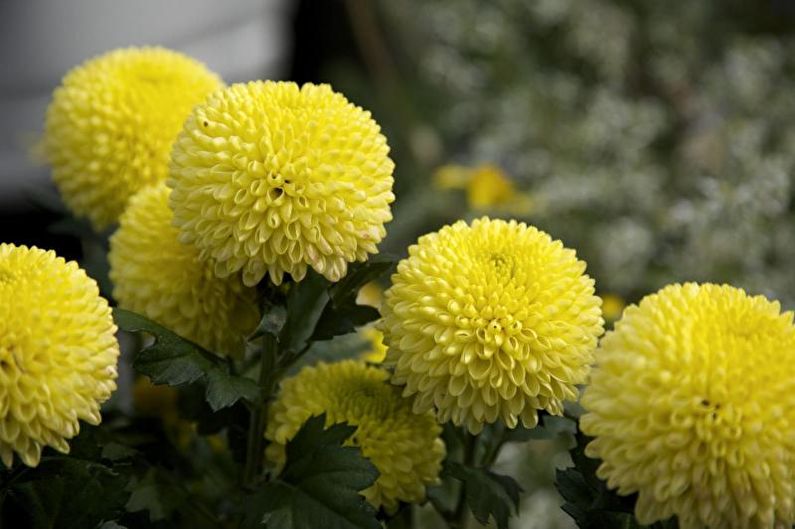Dahlias - Kukkivat