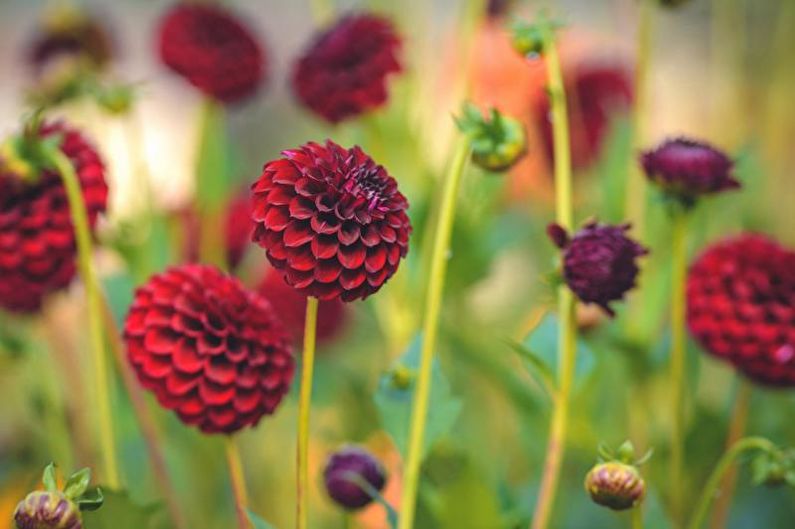 Dahlias - Kukkivat