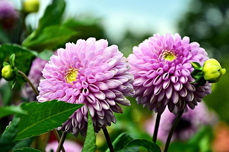 Dahlia-hoito