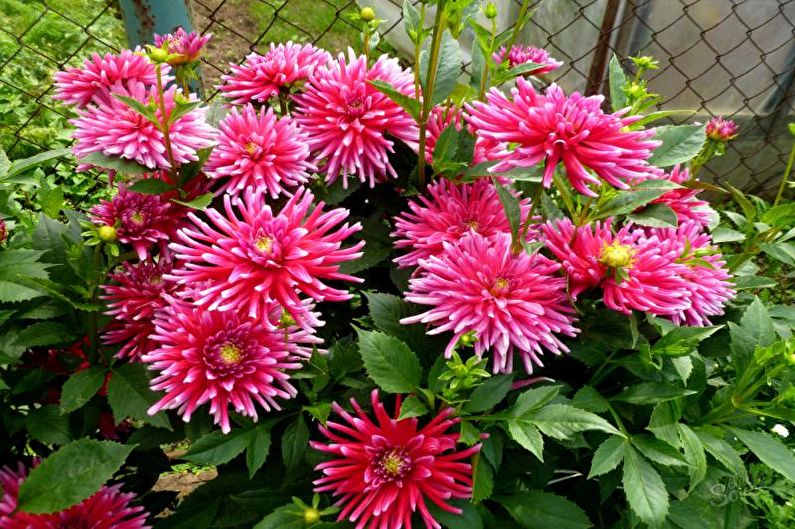 Dahlias - valokuva