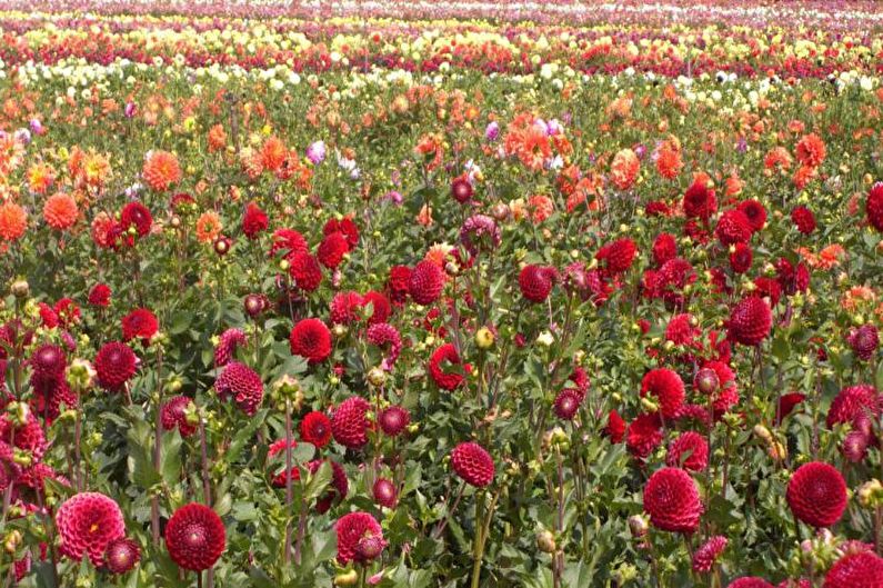 Dahlias - valokuva