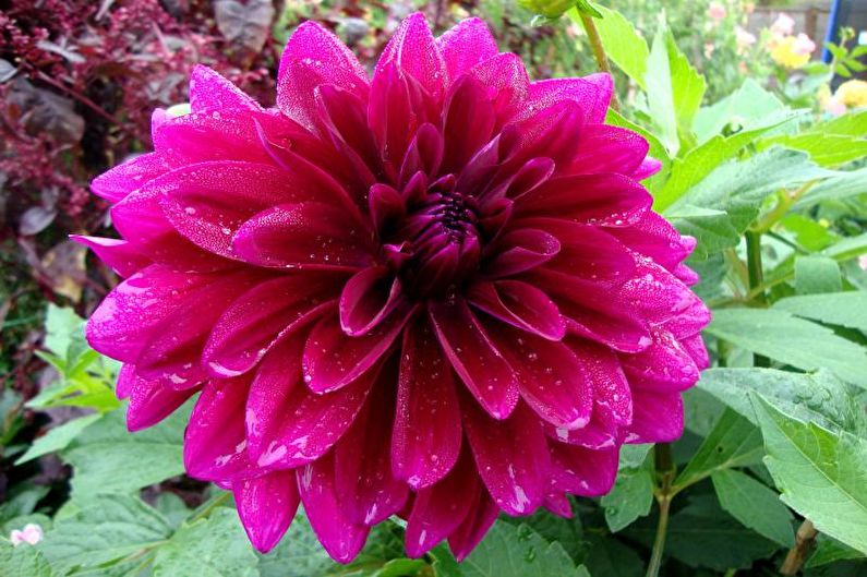 Dahlias - valokuva