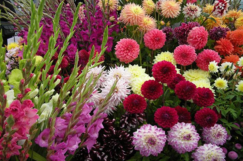 Dahlias - valokuva