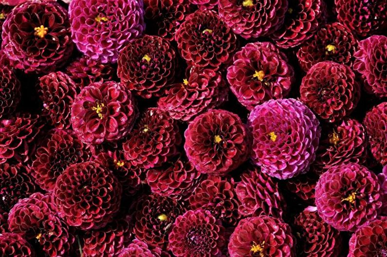 Dahlias - valokuva