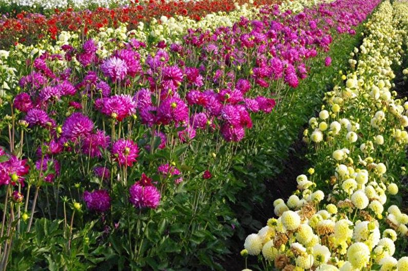 Dahlias - valokuva
