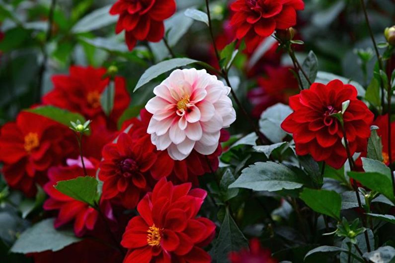 Dahlias - valokuva