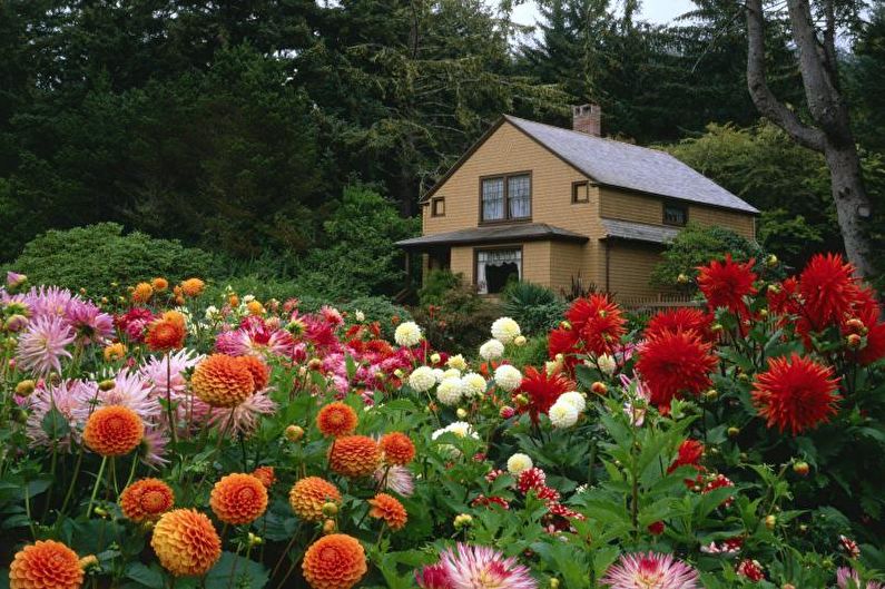Dahlias - valokuva