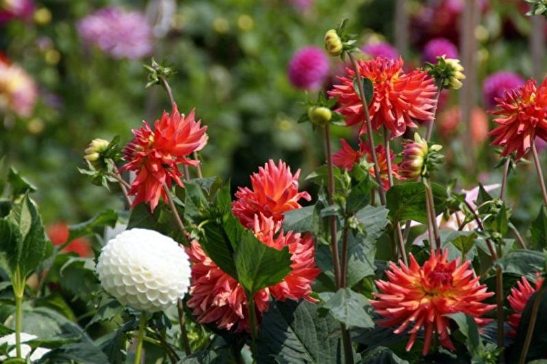 Dahlias - valokuva