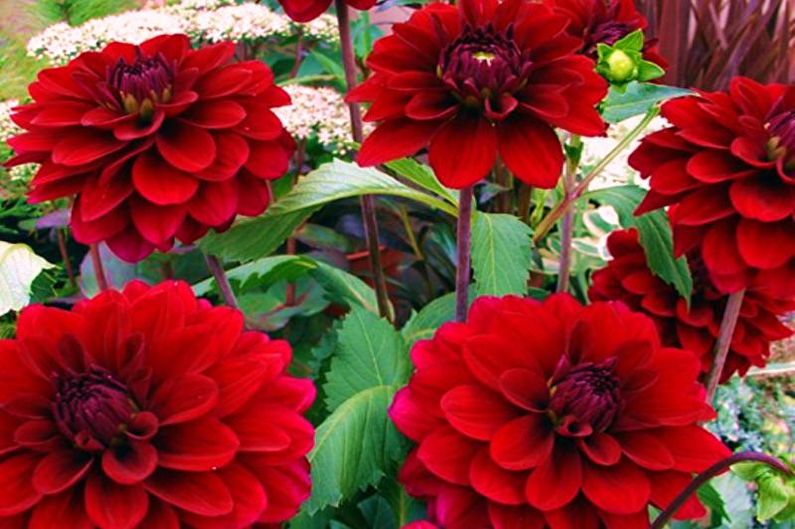 Dahlias - valokuva
