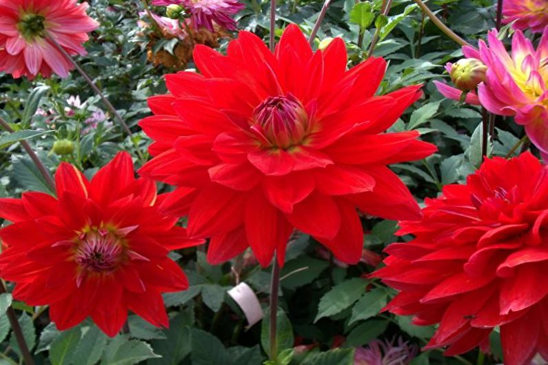 Dahlias - valokuva