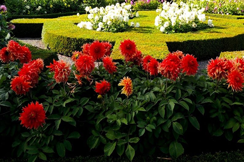 Dahlias - valokuva