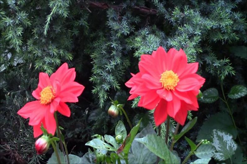 Dahlias - valokuva