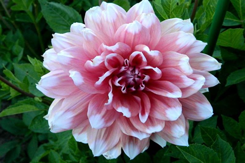 Dahlias - valokuva