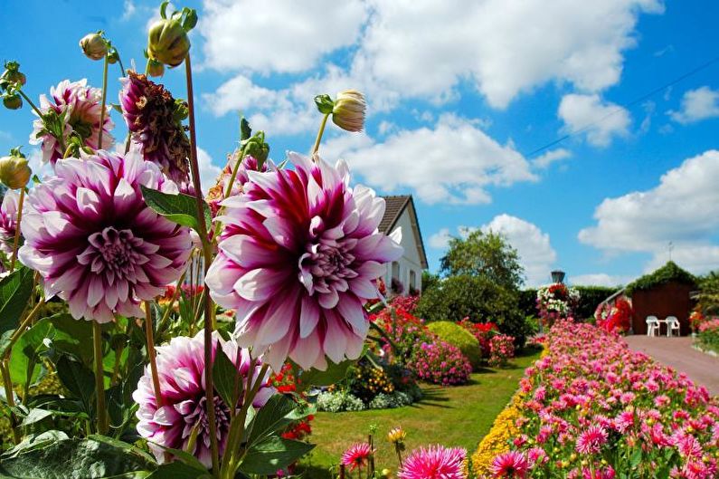 Dahlias - valokuva