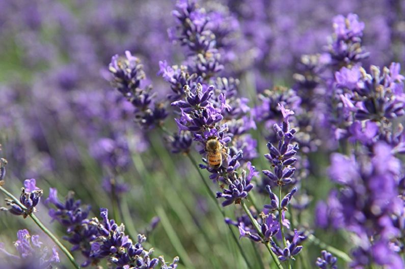 English lavender