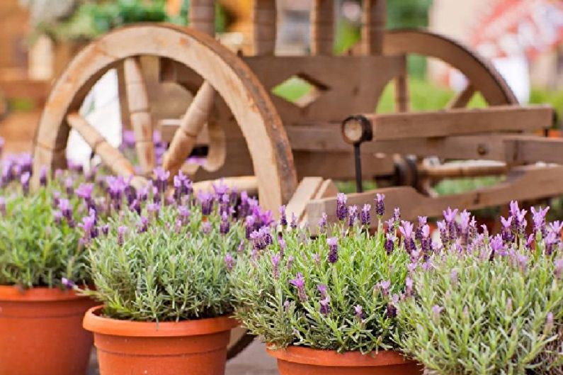 French lavender