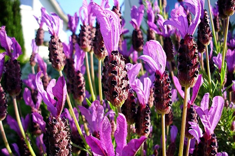 Jagged lavender