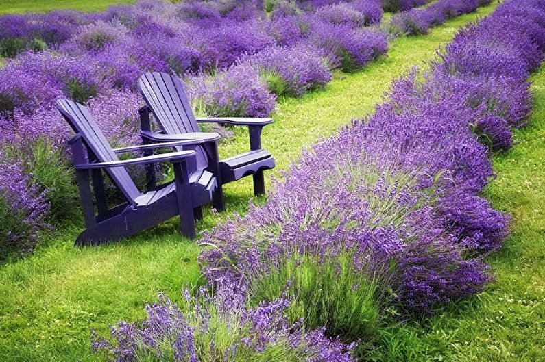 Lavender - Lighting