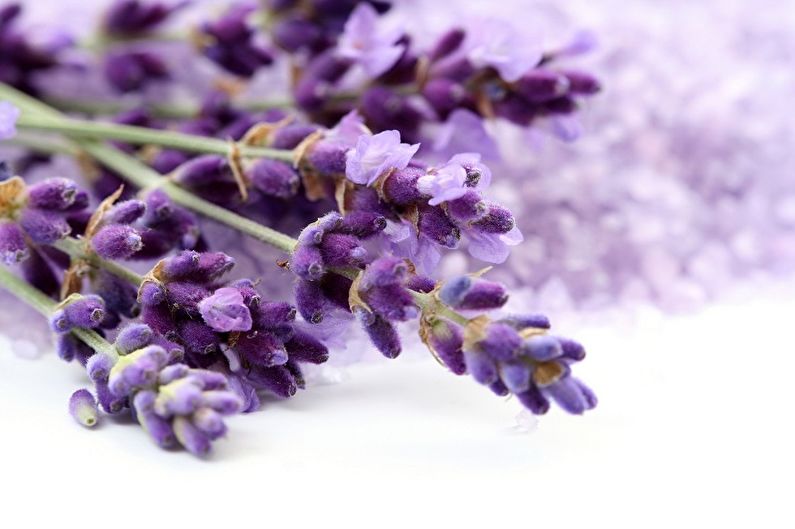 Lavender - Lighting