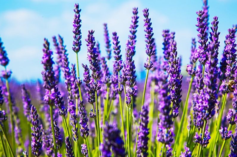 Lavender - Temperature