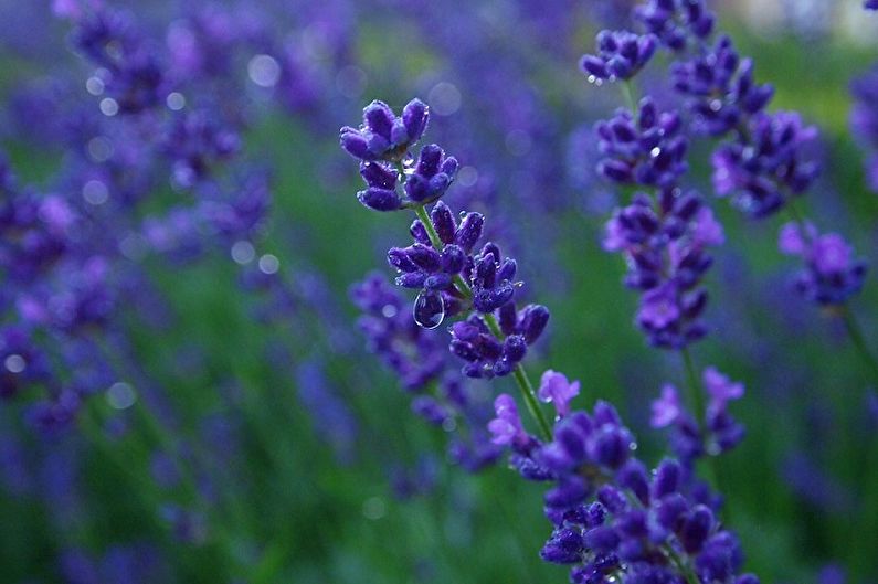 Lavender - Watering