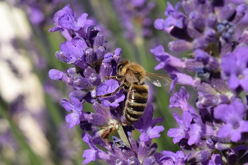 Lavender - Fertilizers and fertilizing