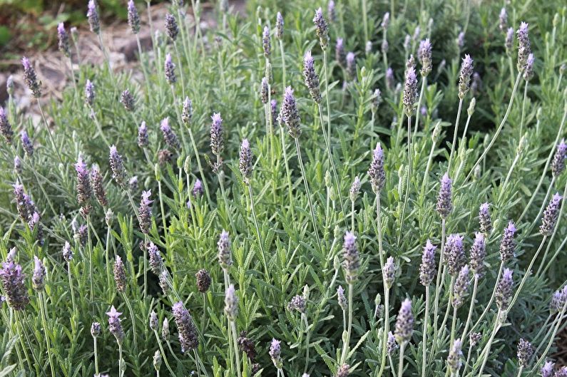 Lavender - Diseases and Pests