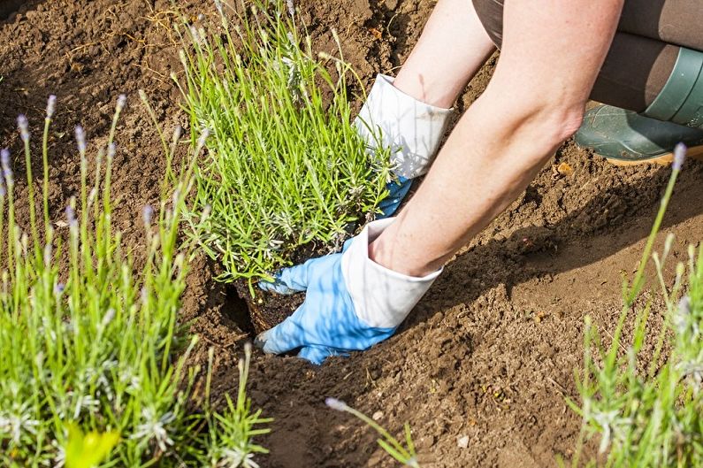 How to transplant lavender