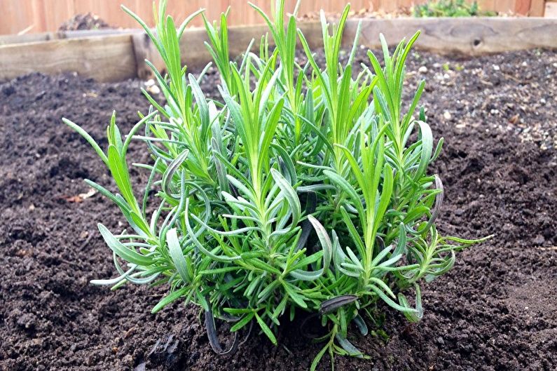 How to transplant lavender