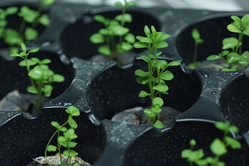 Propagation of lavender seeds