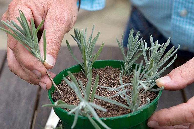 Propagation of lavender by cuttings