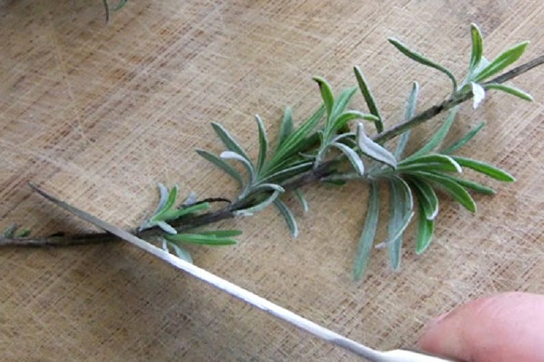 Propagation of lavender by cuttings