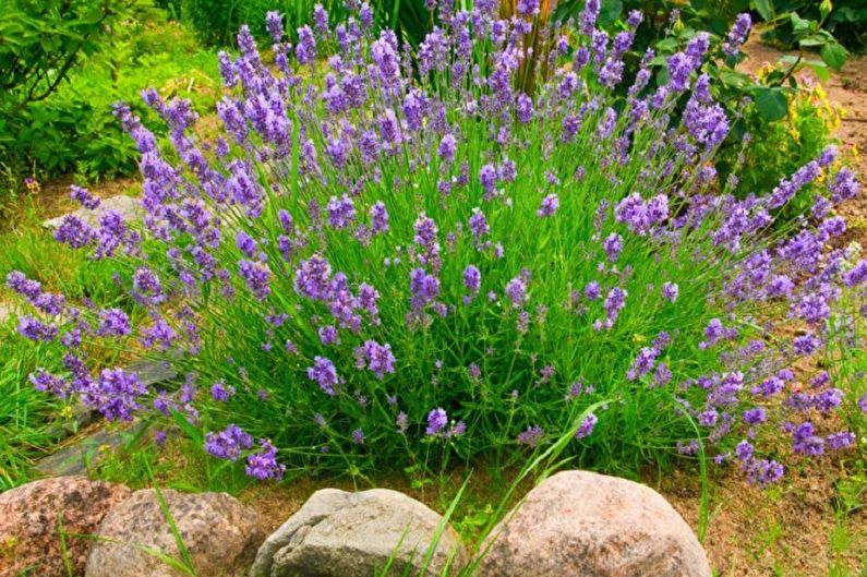 Lavender propagation by layering