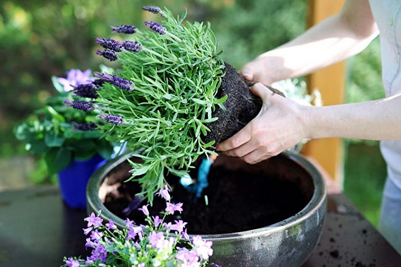 Reproduction of lavender by division