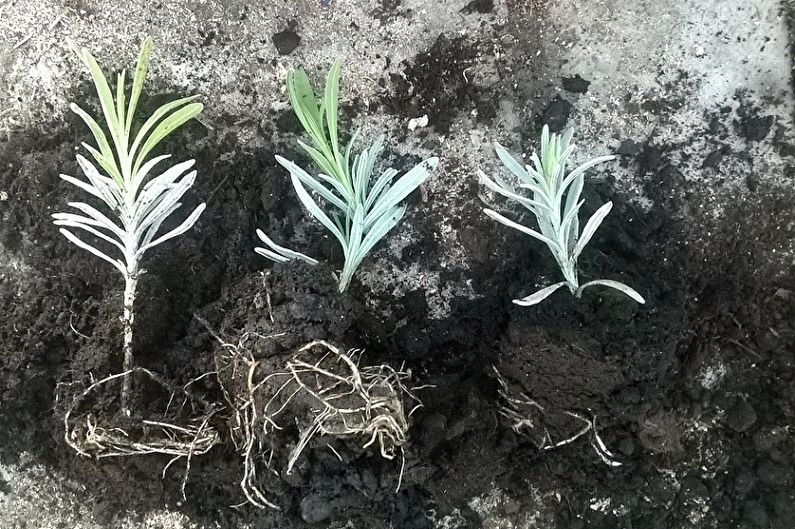 Reproduction of lavender by division