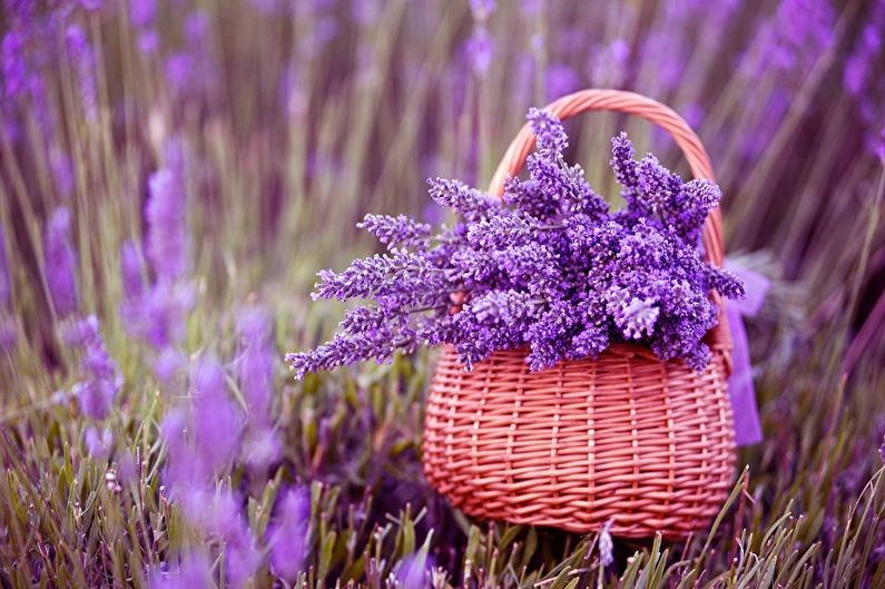 Lavender - photo